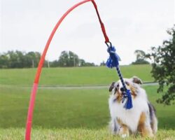 8 Must-Have Toys for Keeping Your Dog Happy and Active