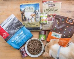 A Comprehensive Guide to Choosing the Best Dog Food for Your Pet