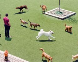 A Guide to Finding the Best Dog Parks for Exercise and Socialization