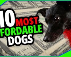 Affordable Dog Breeds That Won't Break the Bank