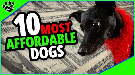 Affordable Dog Breeds That Won't Break the Bank