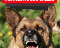 Aggressive Dog Breeds That Need Proper Training