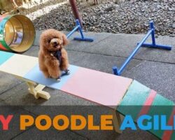 Agility Training Essentials: Dog Toys to Improve Your Pup's Skills