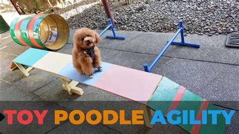 Agility Training Essentials: Dog Toys to Improve Your Pup's Skills