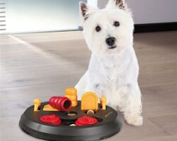 Beat Boredom: 5 Engaging Dog Toys to Keep Your Pup Entertained