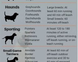 Best Dog Breeds for Regular Exercise