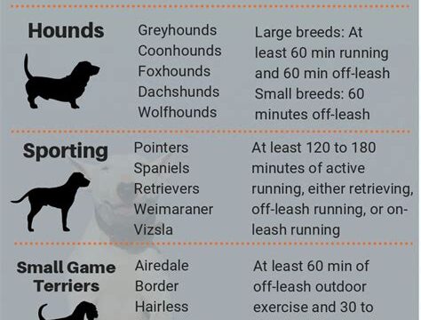 Best Dog Breeds for Regular Exercise