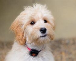 Best Dogs for Allergies: Hypoallergenic Breeds to Consider