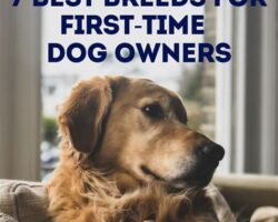 Best Dogs for First Time Owners: 7 Breeds to Consider