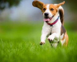 Best Dogs for Kids: Top Breeds to Consider