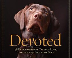 Best Dogs for Loyalty and Devotion