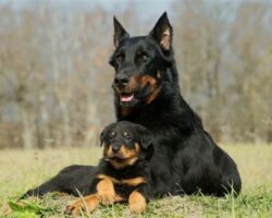 Best Guard Dog Breeds for Home Protection