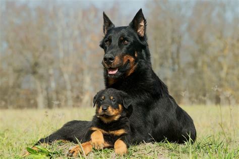 Best Guard Dog Breeds for Home Protection