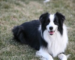 Best Herding Dog Breeds for Farms and Ranches