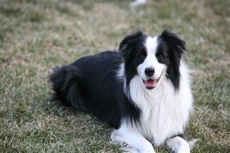 Best Herding Dog Breeds for Farms and Ranches