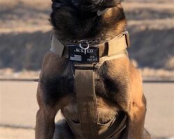 Best Military Working Dog Breeds for Service