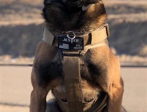 Best Military Working Dog Breeds for Service