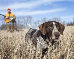 Best Pointing Dog Breeds for Bird Hunting