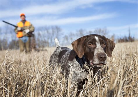 Best Pointing Dog Breeds for Bird Hunting