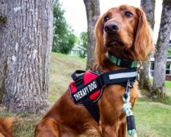 Best Therapy Dog Breeds for Emotional Support