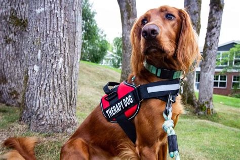 Best Therapy Dog Breeds for Emotional Support