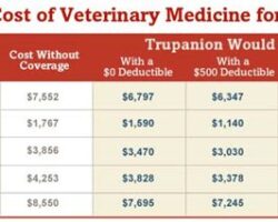Calculating the True Costs of Dog Care to Budget Wisely