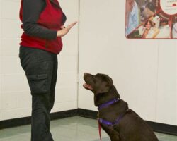 Choosing the Right Dog Training Academy for Your Education