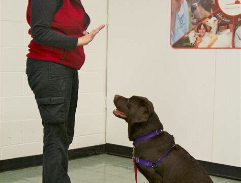 Choosing the Right Dog Training Academy for Your Education