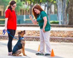 Dog Trainer Certification: Becoming a Professional Trainer