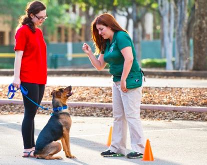 Dog Trainer Certification: Becoming a Professional Trainer