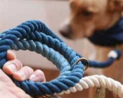 Essential Dog Training Equipment for Successful Training Sessions