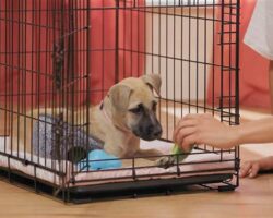 Essential Tips for Crate Training Your Dog Successfully