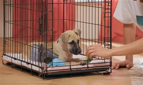 Essential Tips for Crate Training Your Dog Successfully