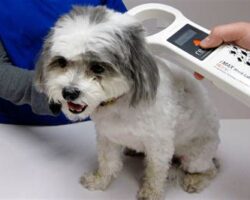 Everything You Need to Know About Microchipping Your Dog
