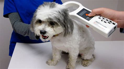 Everything You Need to Know About Microchipping Your Dog