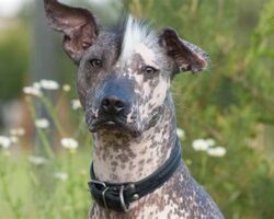 Exotic Dog Breeds That Stand Out from the Pack.