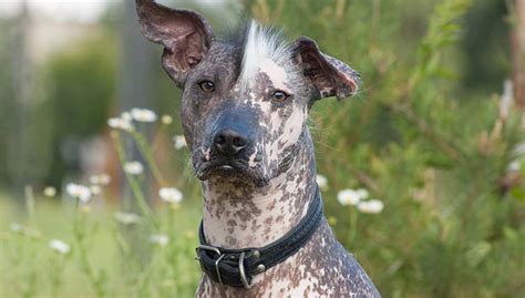 Exotic Dog Breeds That Stand Out from the Pack.