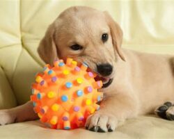 Fun and Functional: Dog Toys for Fetch that Your Pup Will Love