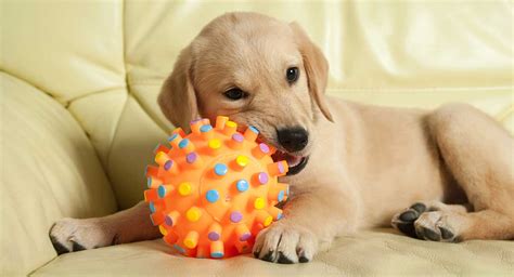 Fun and Functional: Dog Toys for Fetch that Your Pup Will Love