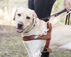 Harnessing Success: The Benefits of Dog Training Harnesses