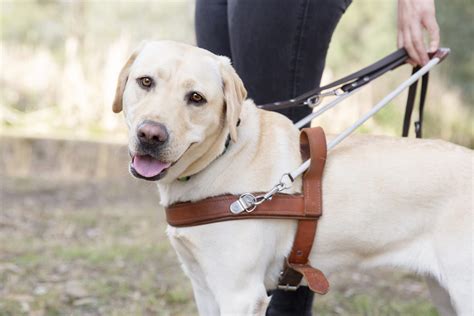 Harnessing Success: The Benefits of Dog Training Harnesses