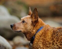 Healthiest Dog Breeds for Long Lifespans