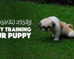 House Training Puppies: Tips for Successfully Potty Training Your New Pet