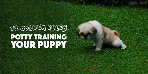 House Training Puppies: Tips for Successfully Potty Training Your New Pet