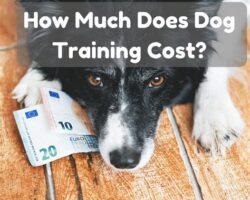 How to Budget for Dog Training Costs and Find the Right Program