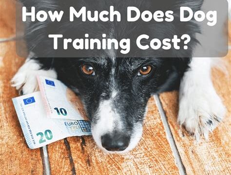 How to Budget for Dog Training Costs and Find the Right Program