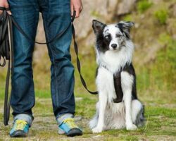 How to Choose the Best Dog Trainer for Your Pet