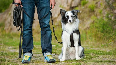 How to Choose the Best Dog Trainer for Your Pet