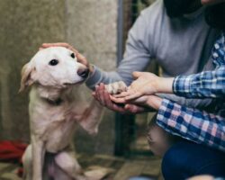 How to Choose the Right Dog Rescue Organization for Adoption