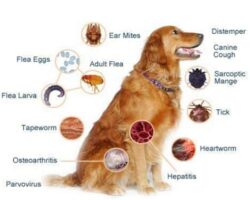 How to Maintain Your Dog's Health and Prevent Common Illnesses